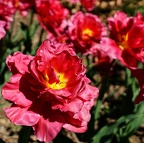 flowers 36003479054 o